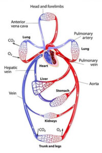 The Human Circulatory System